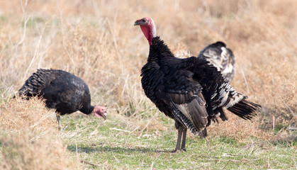 farm turkeys outdoors