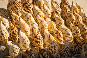 Obraz premium Shells for sale at Harbor Essaouira, Morocco