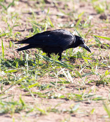 black crow in the grass on the nature