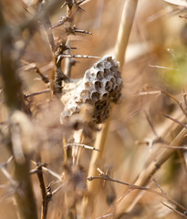 honeycomb wasp in nature