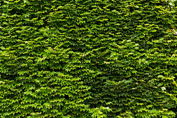 leaves of ivy covering the wall
