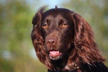 Liver coloured working type cocker spaniel pet gundog