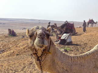Portrait of a camel