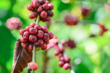 Red Coffee beans on a branch of coffee tree.