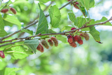 Mulberry fruit on tree