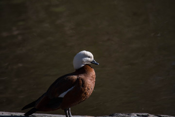 Brown duck with white head standing near a lake. 