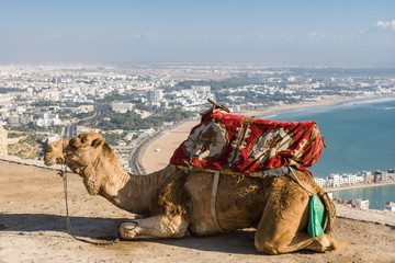 Dromedary for tourists near Agadir , Morocco