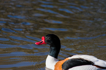 Fototapeta premium Red billed duck on the water. 
