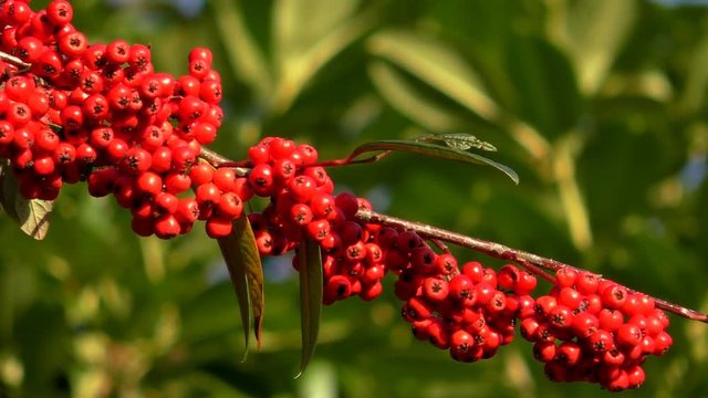 Cotoneaster Cornubia tree or shrub branch full of bright red berries is slowly swinging in the sunshine against green blurry foliage in winter