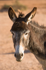 Donkey at Oasis at Asrir near Guelmim, Morocco