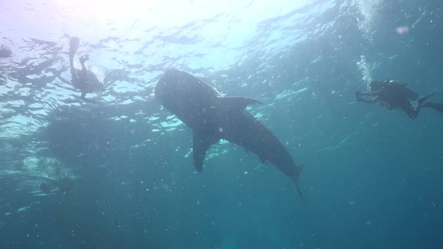Whale shark  on the surface with many divers around 