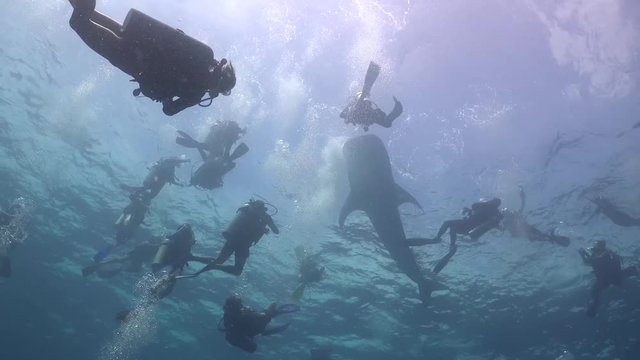 Whale shark  on the surface with many divers around 