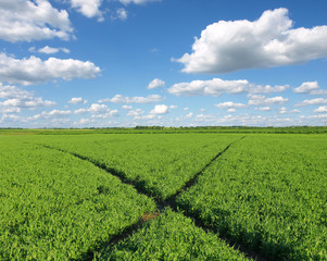 Fototapeta na wymiar Landscape with field of young soybean plants and blue sky