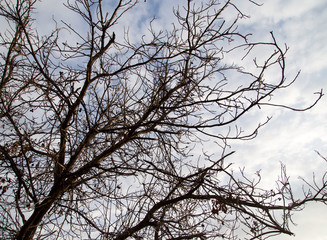 bare branches of a tree in the sun dawn