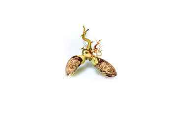 sapling growing plants,Plant seedling