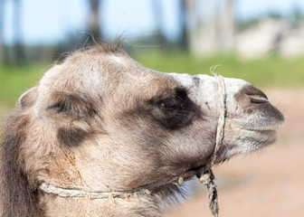 Camel in nature