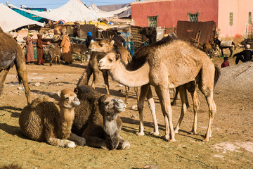 Dromedary at Weekly animal market at Guelmim, Morocco