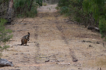 Swamp Wallaby sitting alongside a vehicle track in the Australian bush