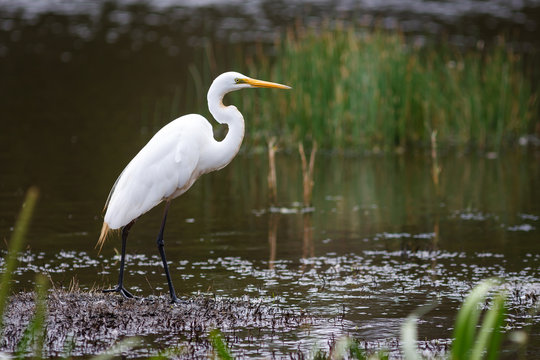 Great Egret standing on the edge of a wetland in the Australian outback