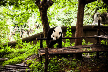 Obraz premium Giant Panda