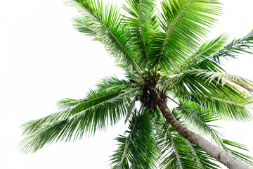  coconut tree on white background