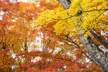 山中湖畔のオレンジ色と黄色のカエデの紅葉