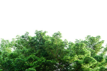 Fototapeta premium Beautiful trees on white background