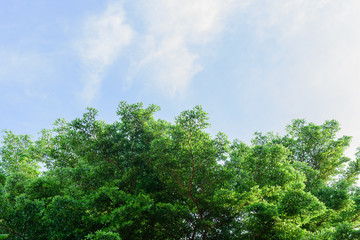 Beautiful trees on sky background