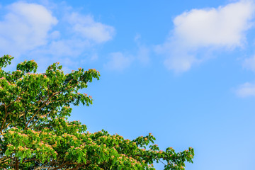 Fototapeta na wymiar Beautiful trees on sky background