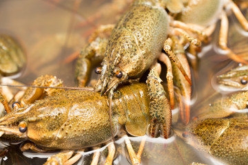 Live crayfish in the water as a background