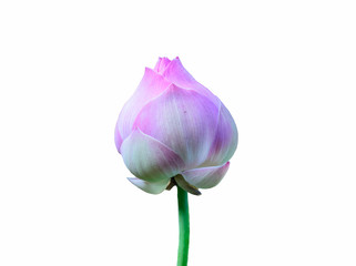 Beautiful lotus on white background
