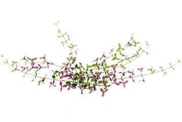 leaves green and plink isolated on a white background