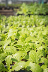 seedlings in the morning light