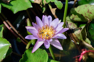 close up of purple lotus and bee