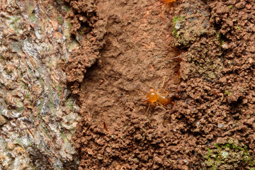 Close up termites on wood and soild