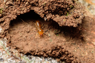 Close up termites on wood and soild