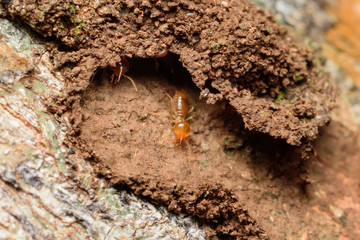 Close up termites on wood and soild
