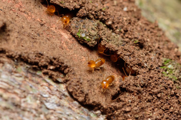 Close up termites on wood and soild