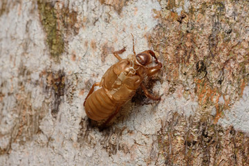 Slough cicada on tree