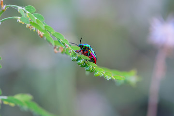 The scarab
