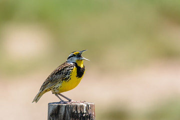 Singing Meadowlark
