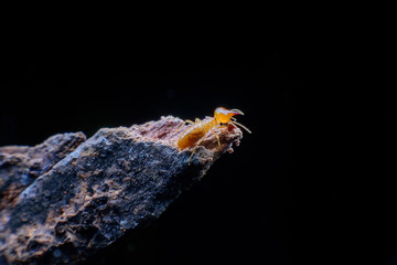 Close up termites