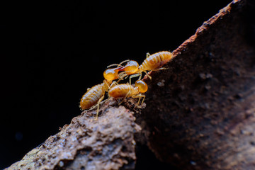 Close up termites