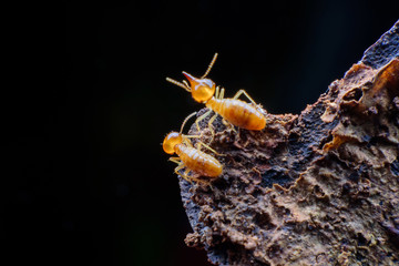 Close up termites on wood
