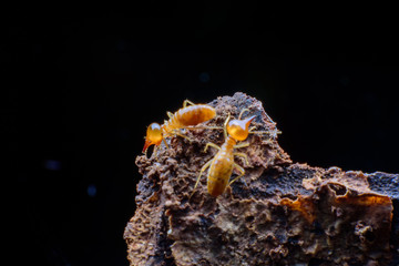 Close up termites on wood