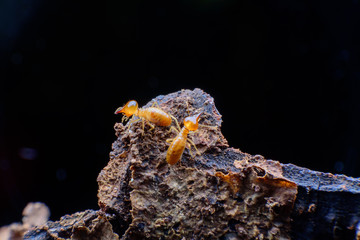 Close up termites on wood