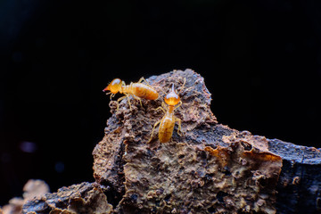 Close up termites