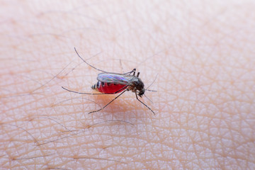 Mosquito on a human hand sucking blood