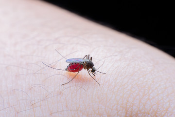 Close-up of a mosquito sucking blood