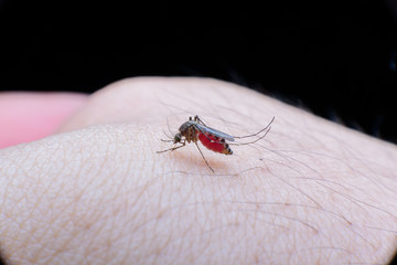Close-up of a mosquito sucking blood